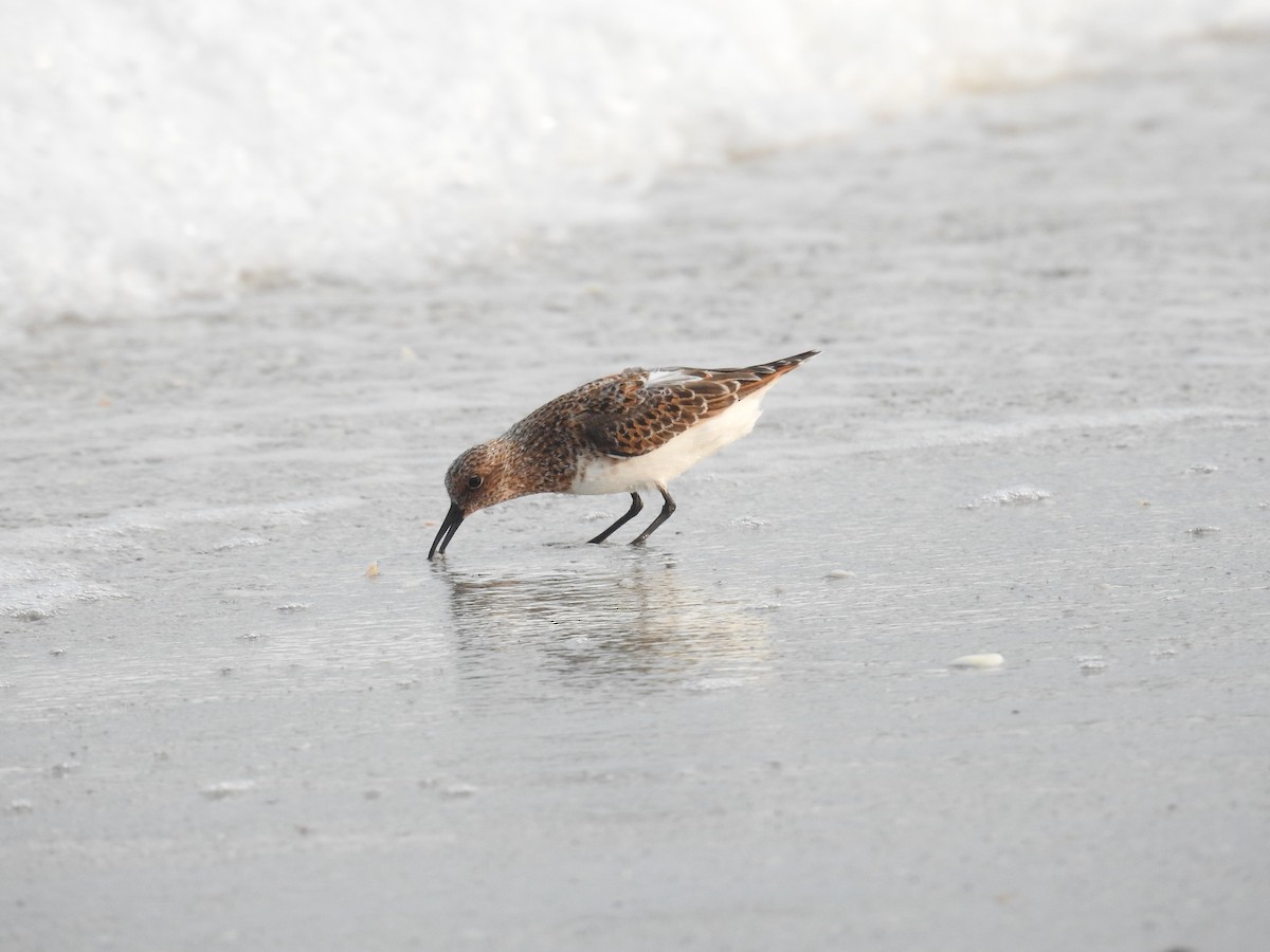 Sanderling - Michael Weisensee