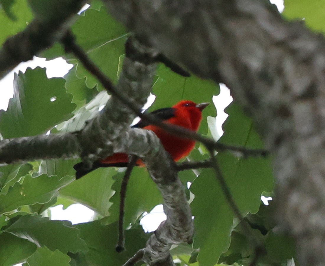 Scarlet Tanager - David Gibson