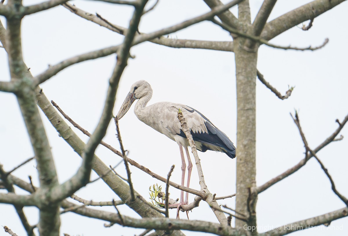 Asian Openbill - Fahim Hasan Ahad