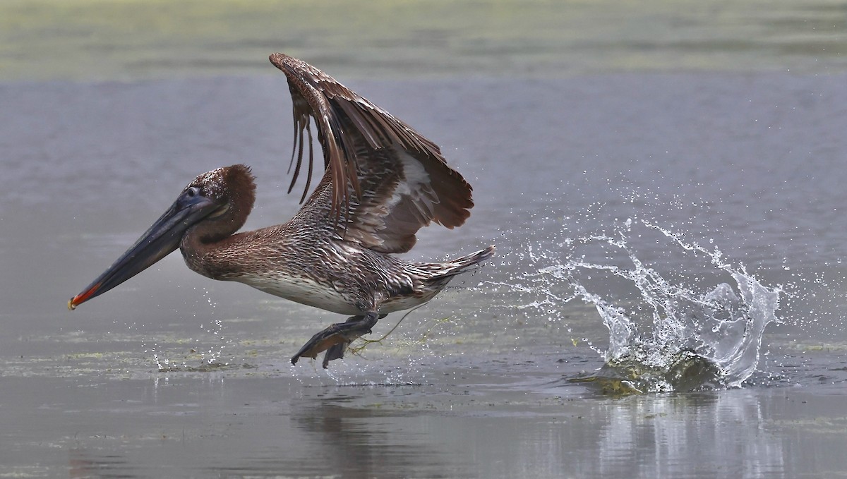 Brown Pelican - Constance Vigno