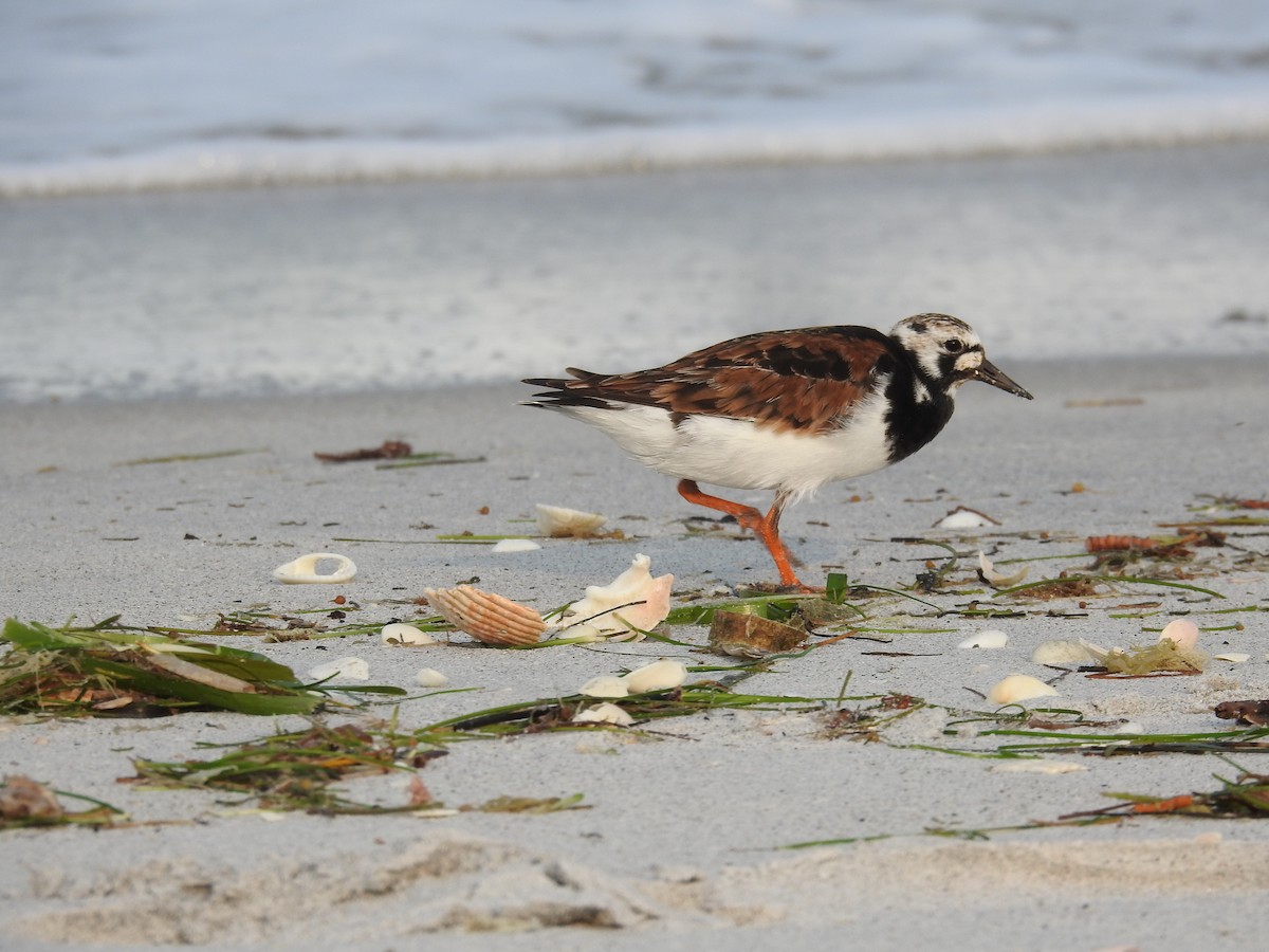 Ruddy Turnstone - Michael Weisensee