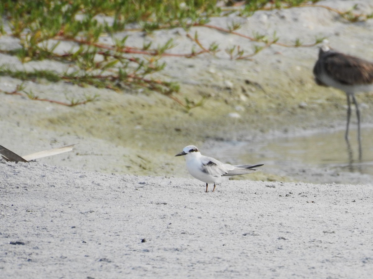 Least Tern - Michael Weisensee