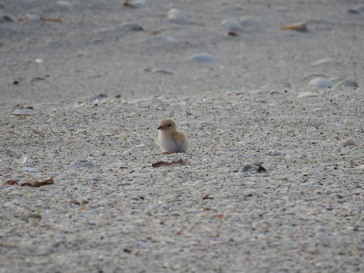 Least Tern - Michael Weisensee