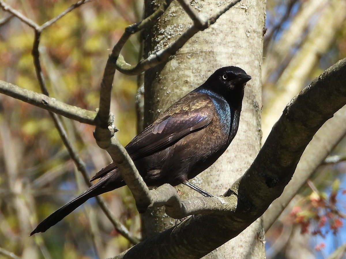 Common Grackle - Daniel Coderre