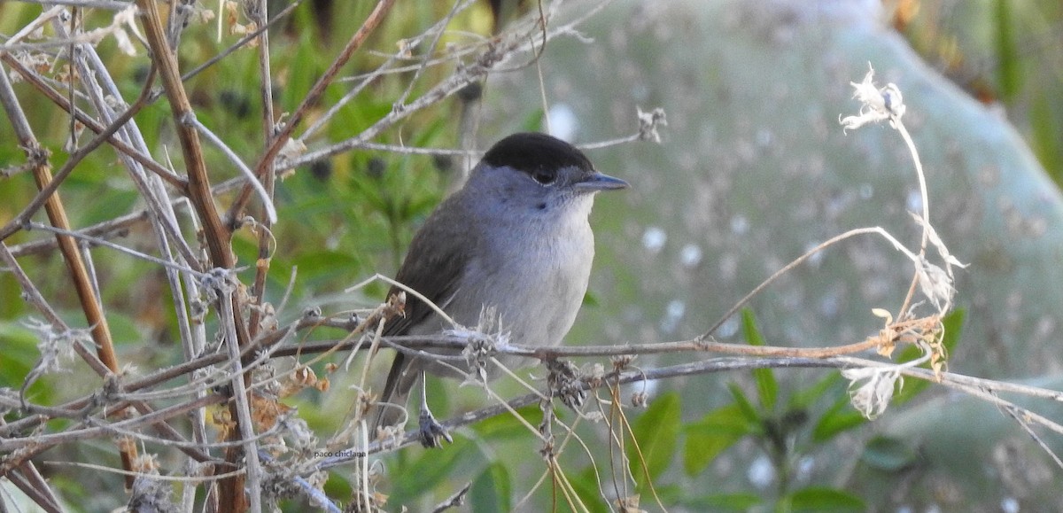 Eurasian Blackcap - Paco Chiclana