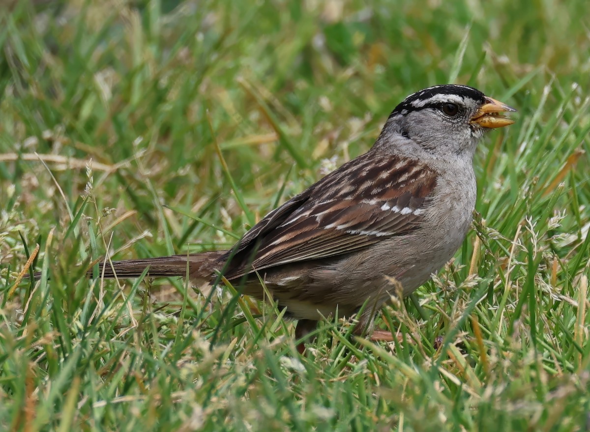 White-crowned Sparrow - Constance Vigno