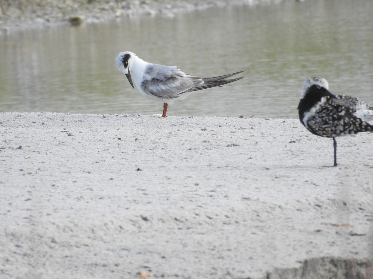 Forster's Tern - Michael Weisensee