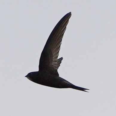 Common Swift - Szymon  Bzoma