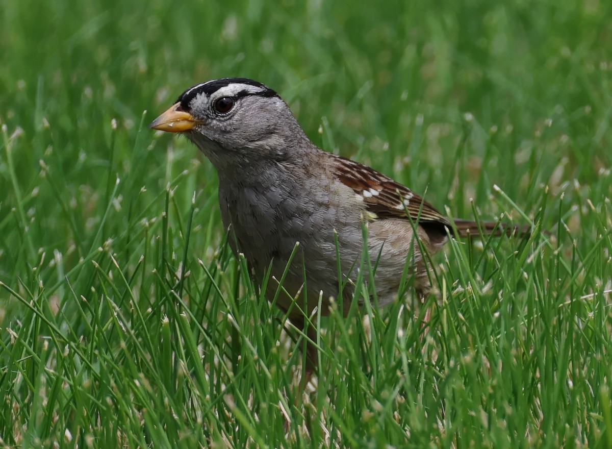 White-crowned Sparrow - Constance Vigno