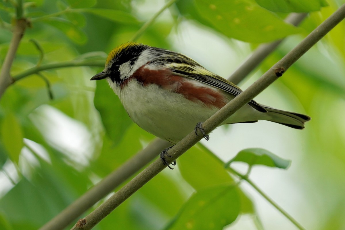 Chestnut-sided Warbler - Dennis Mersky