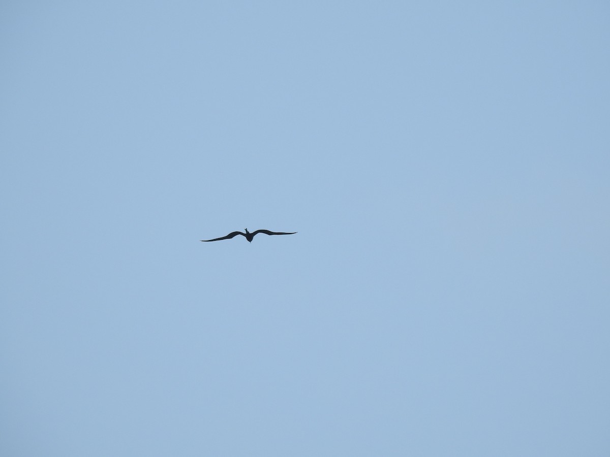 Magnificent Frigatebird - Michael Weisensee