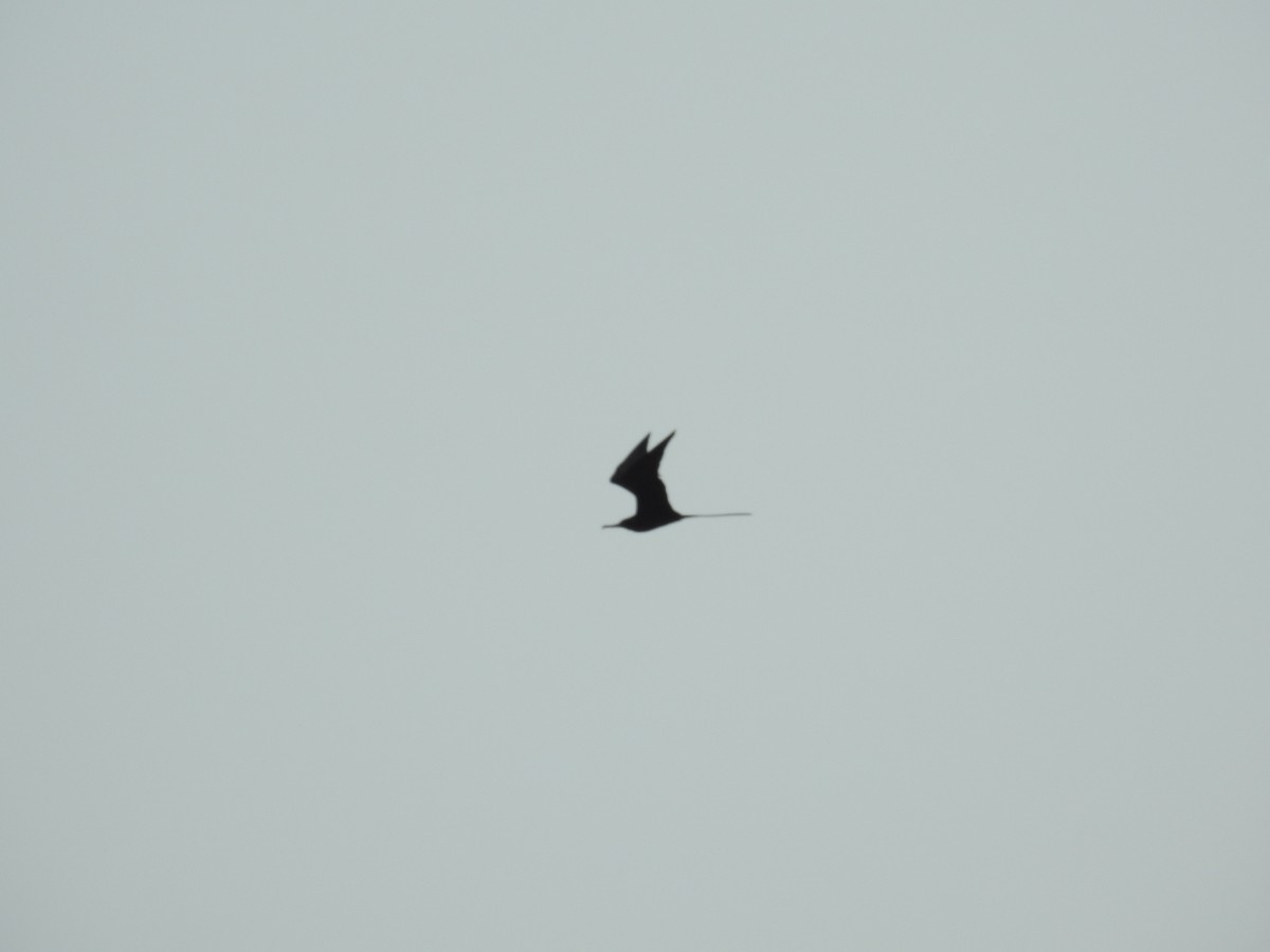 Magnificent Frigatebird - Michael Weisensee