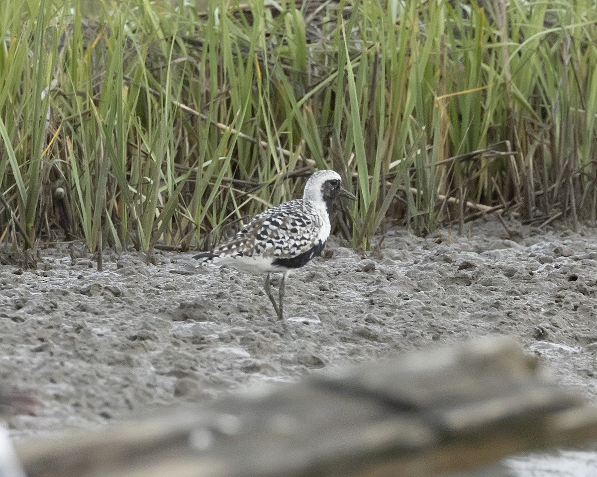 Black-bellied Plover - terry moore