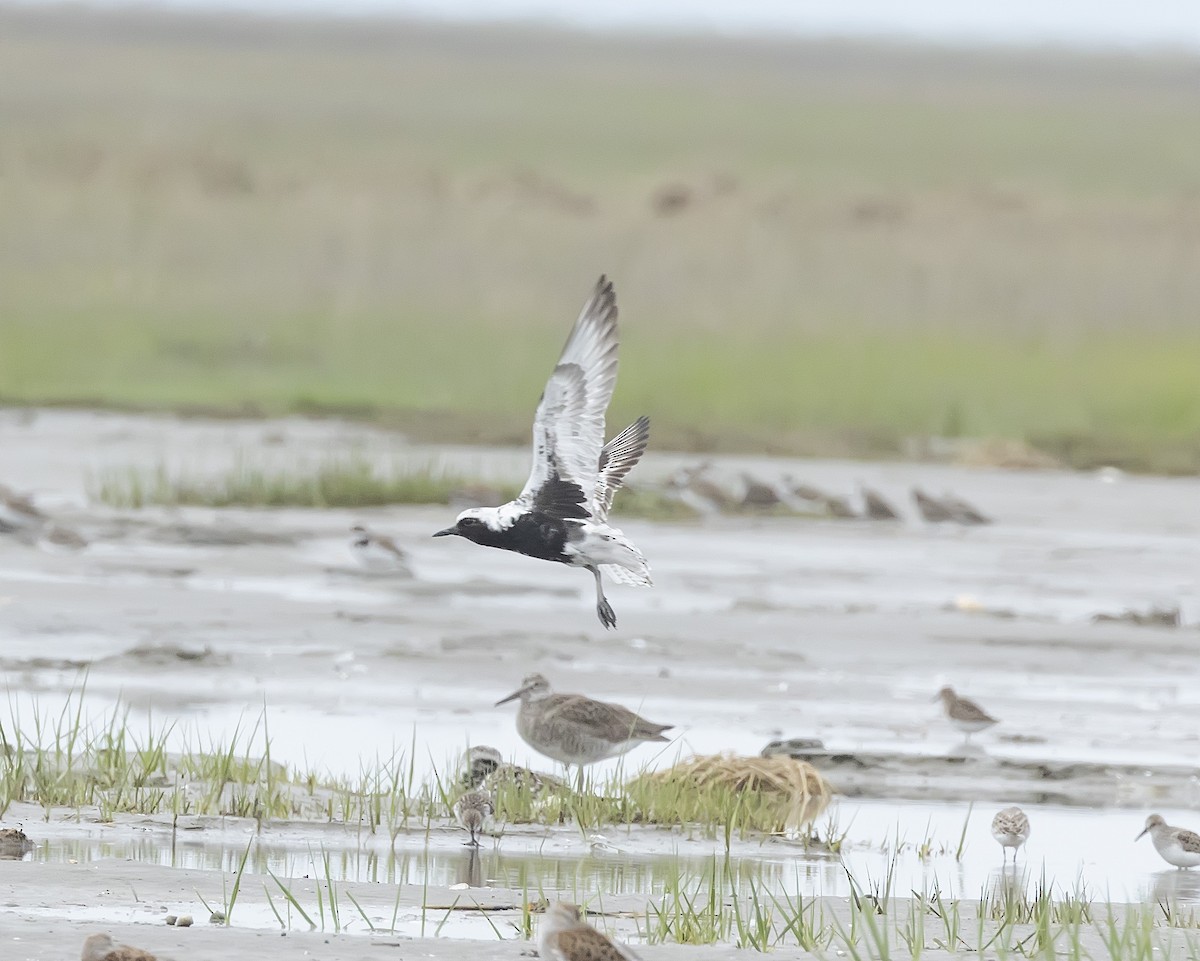 Black-bellied Plover - terry moore