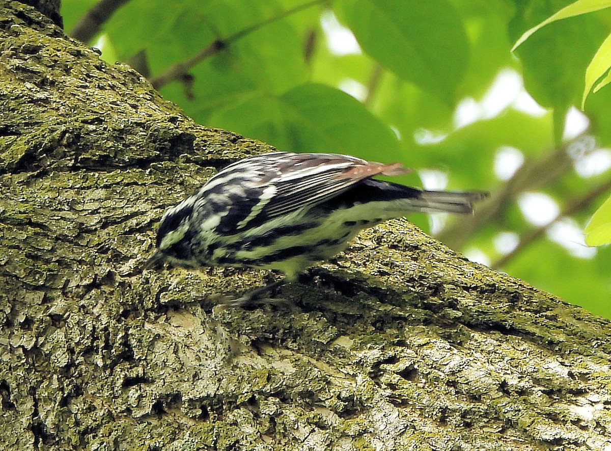 Black-and-white Warbler - ML618816180