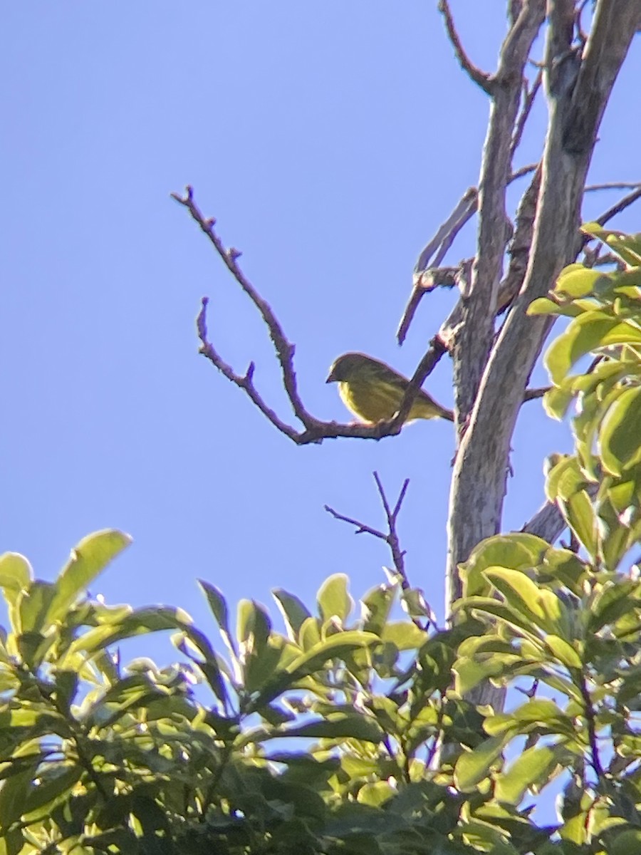 Forest Canary - ML618816186