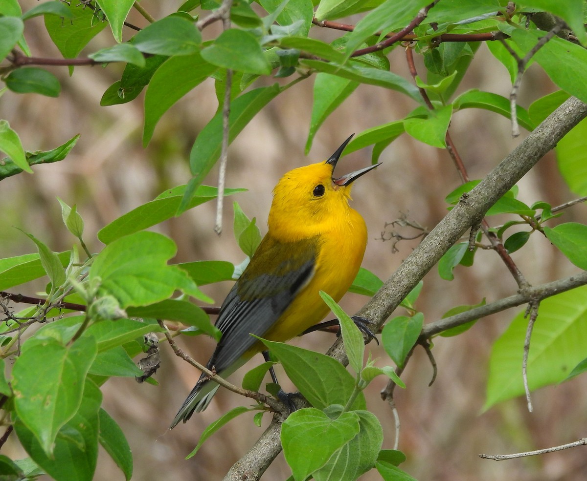 Prothonotary Warbler - ML618816190