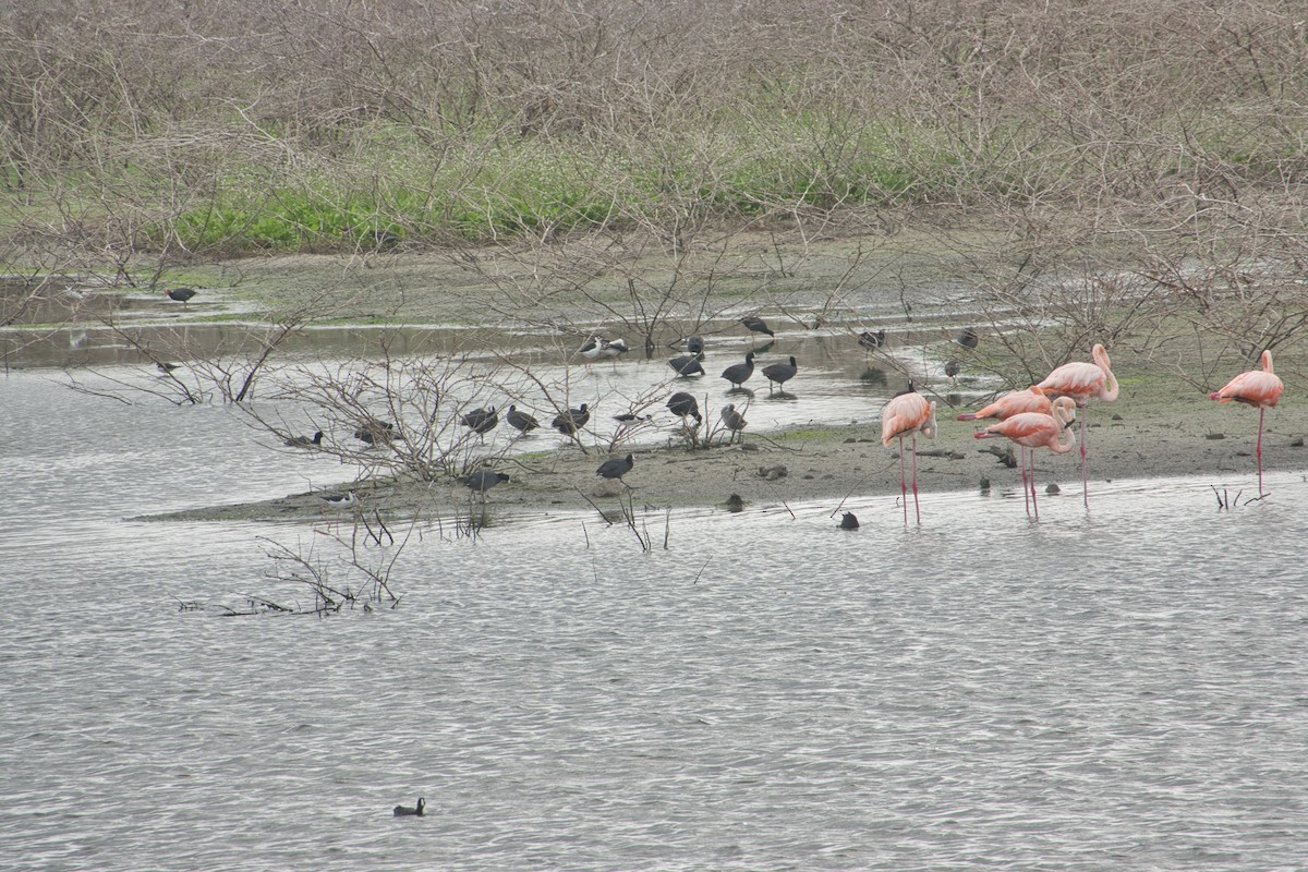 American Flamingo - Rob Kelder