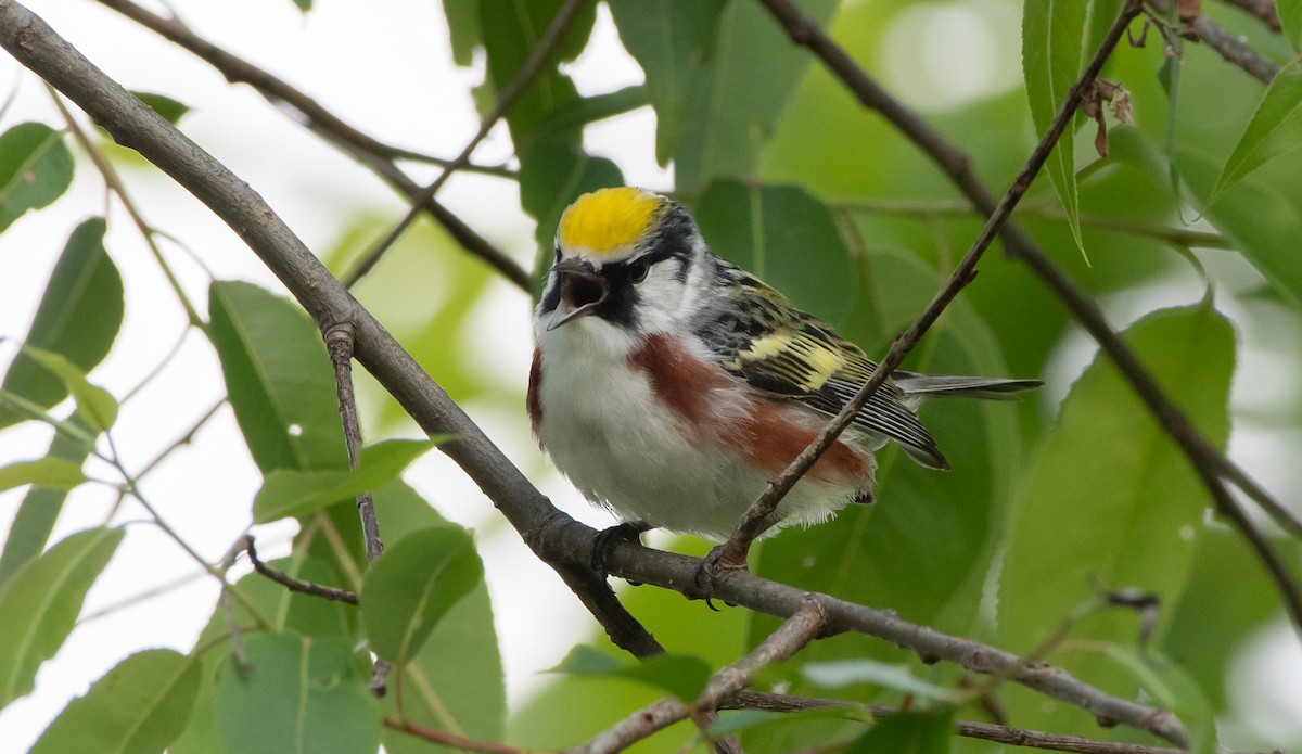 Chestnut-sided Warbler - Mike Good