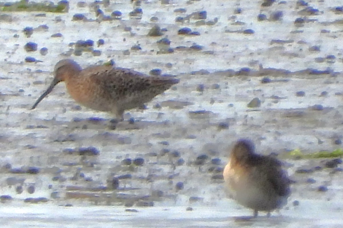 Short-billed Dowitcher - ML618816197