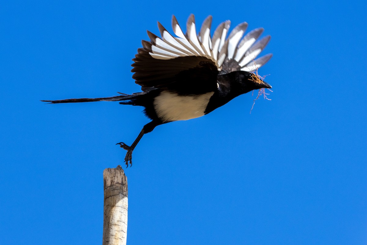 Black-billed Magpie - Chris Scott