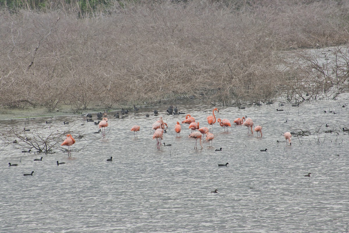 American Flamingo - Rob Kelder