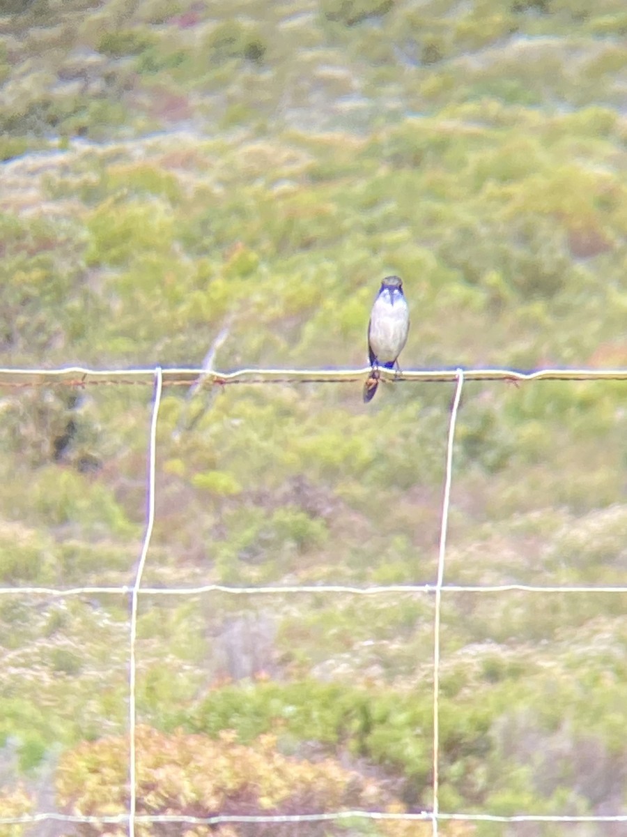 Fiscal Flycatcher - Beau Shroyer