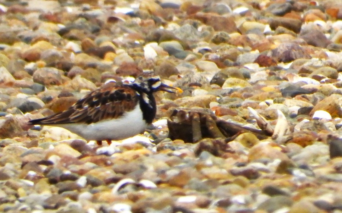 Ruddy Turnstone - Philip Kyle