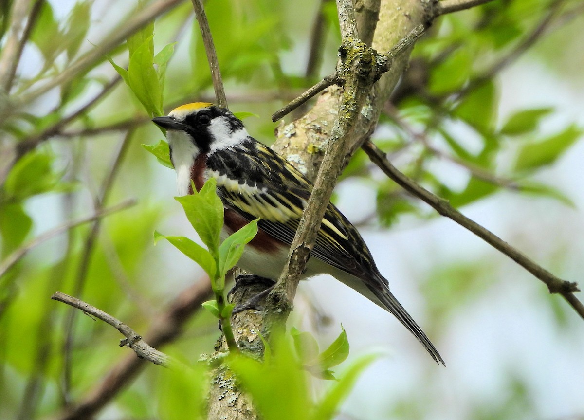 Chestnut-sided Warbler - Anna Kozlenko