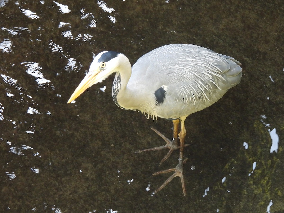 Gray Heron - Gerald Moore