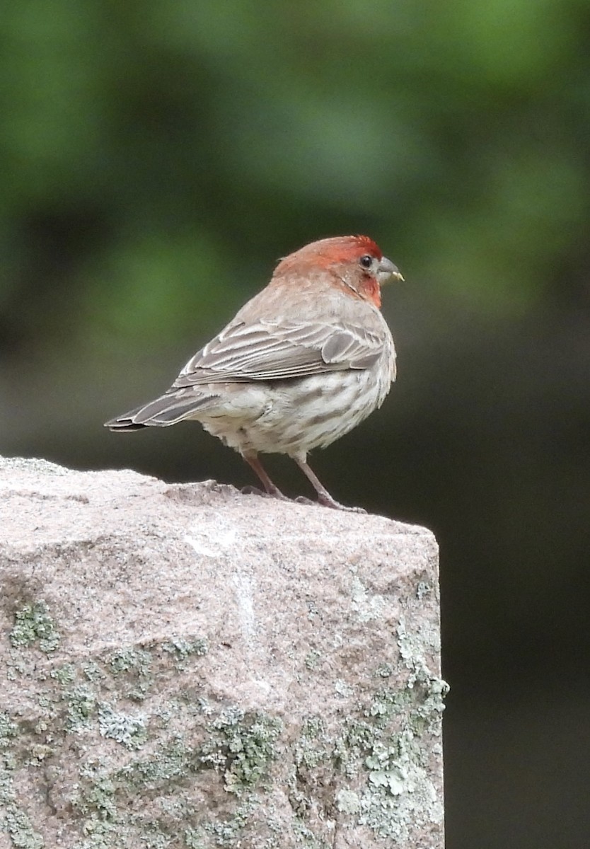 House Finch - Mary Nardone