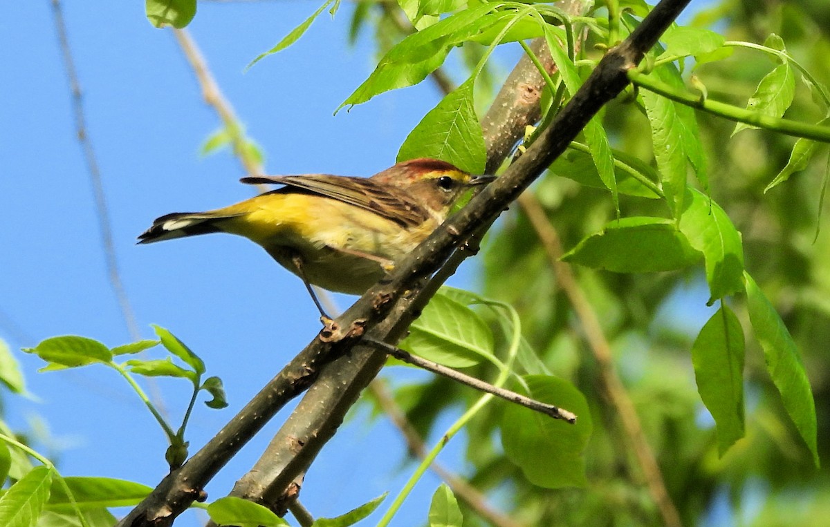 Palm Warbler - ML618816250