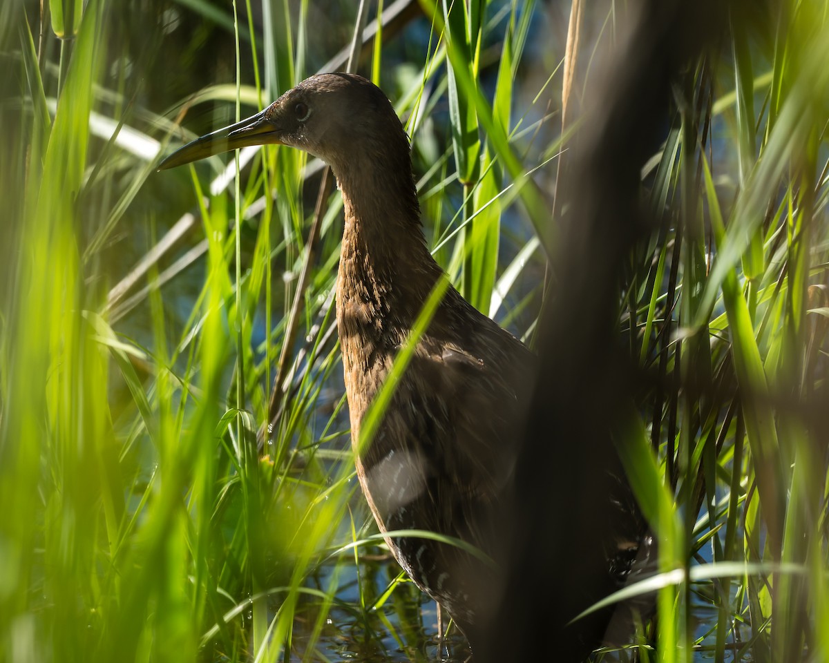 King Rail - Tim Frye