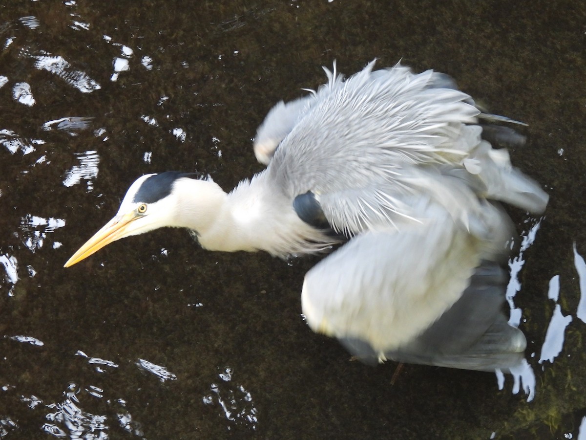 Gray Heron - Gerald Moore