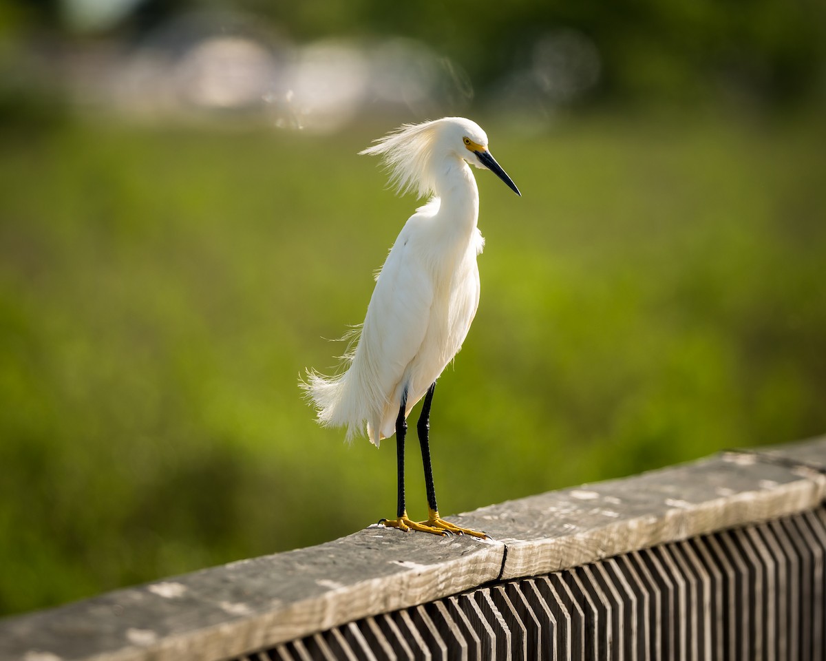 Snowy Egret - Tim Frye