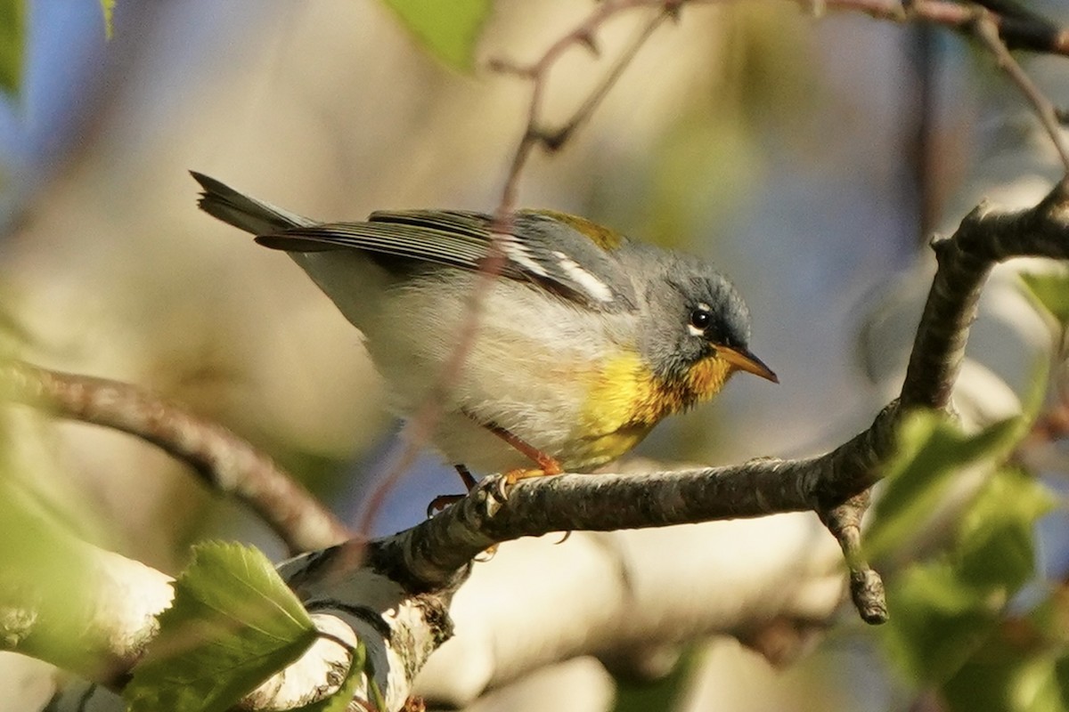 Northern Parula - Eric Bashor