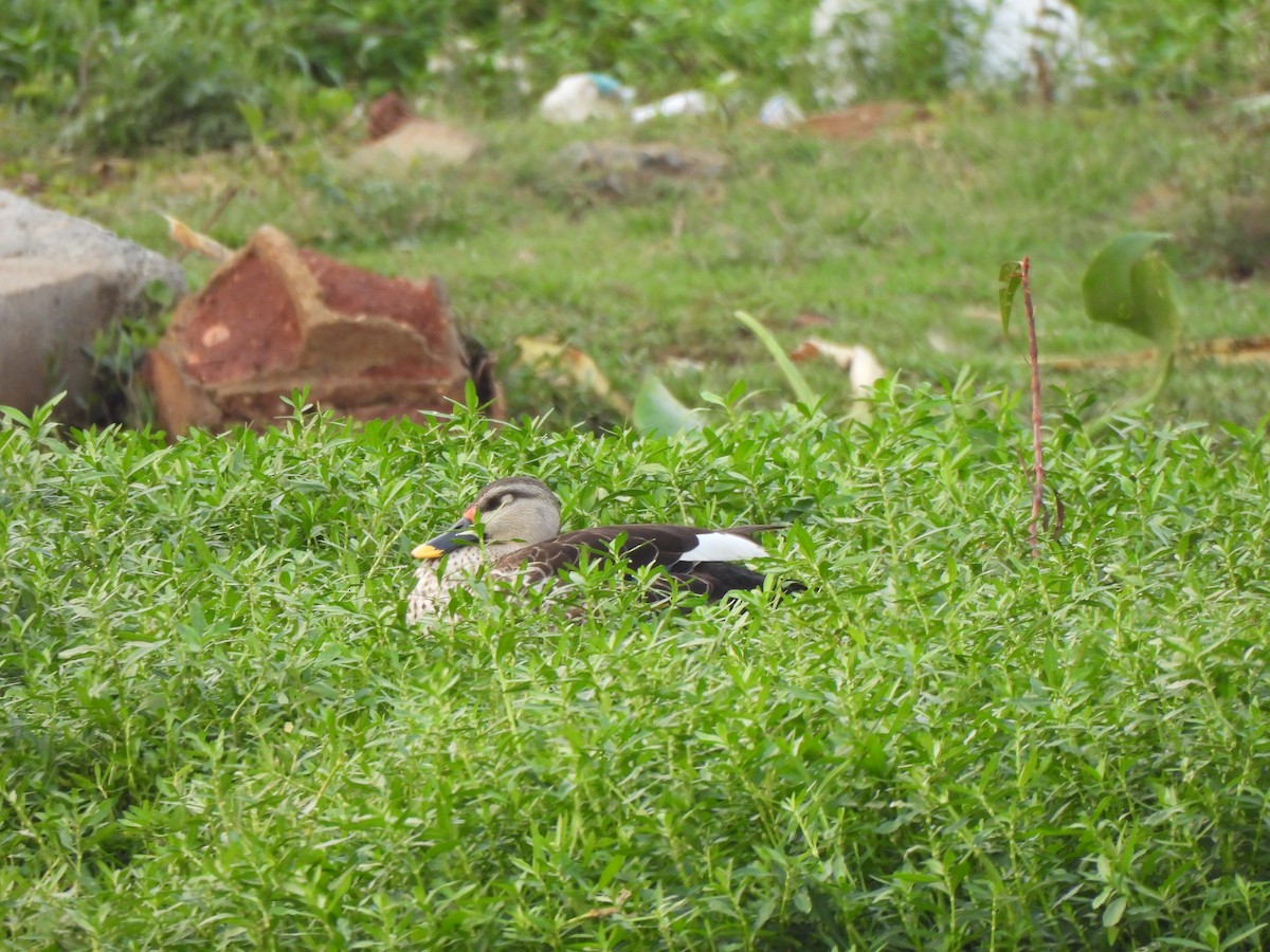 Indian Spot-billed Duck - ML618816279