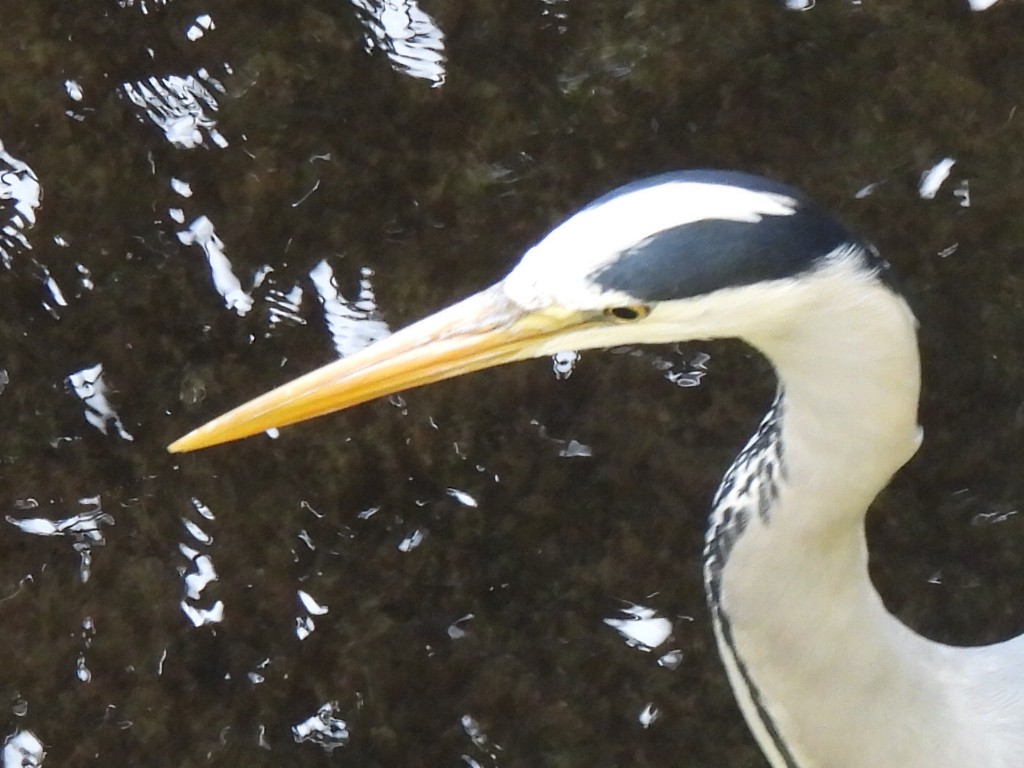 Gray Heron - Gerald Moore