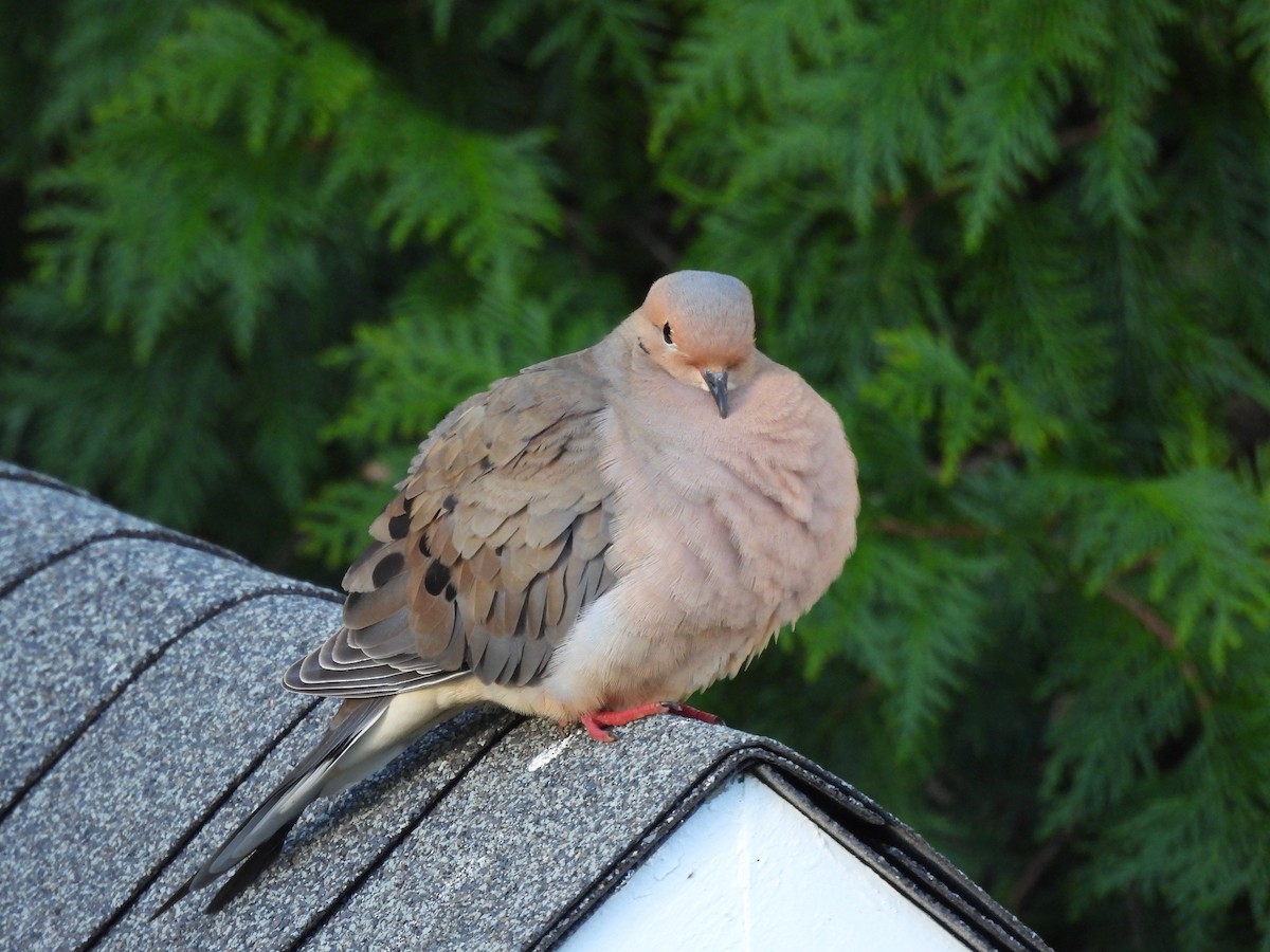 Mourning Dove - Mary Nardone