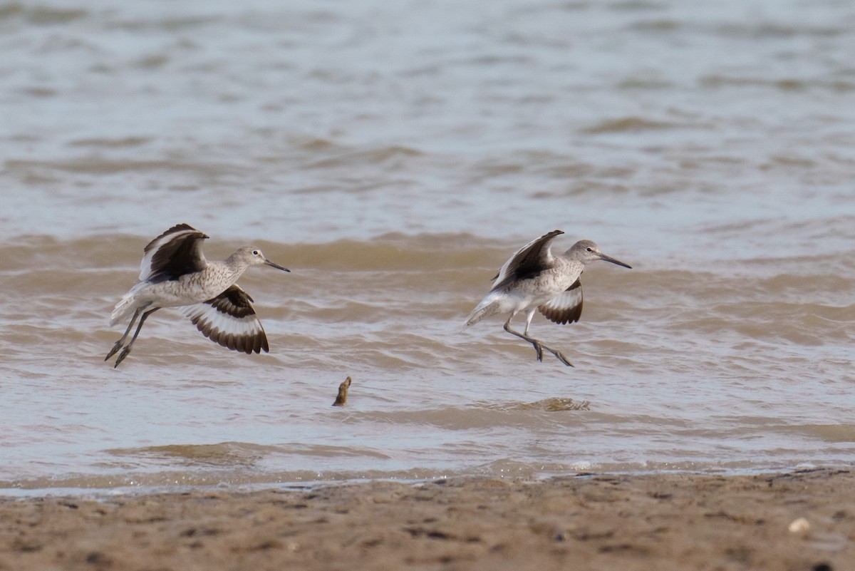 Willet (Western) - Linda Chittum