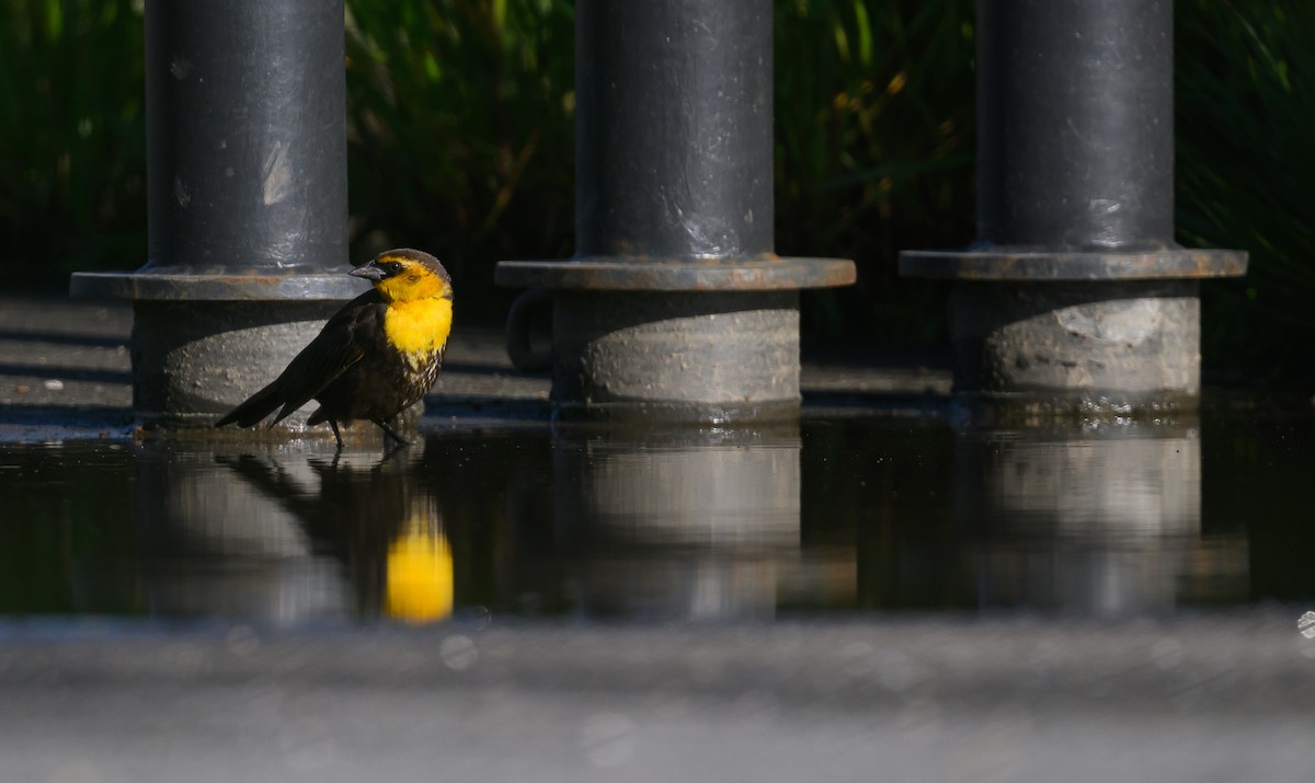 Yellow-headed Blackbird - Sean Sime