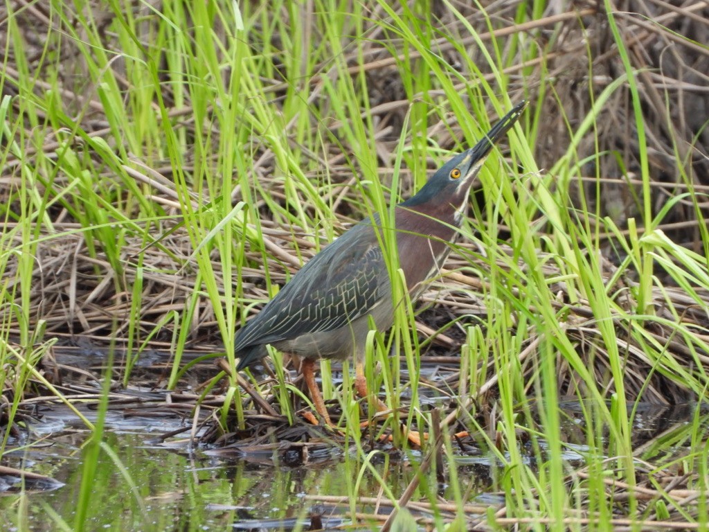 Green Heron - Elisabeth Cassinari