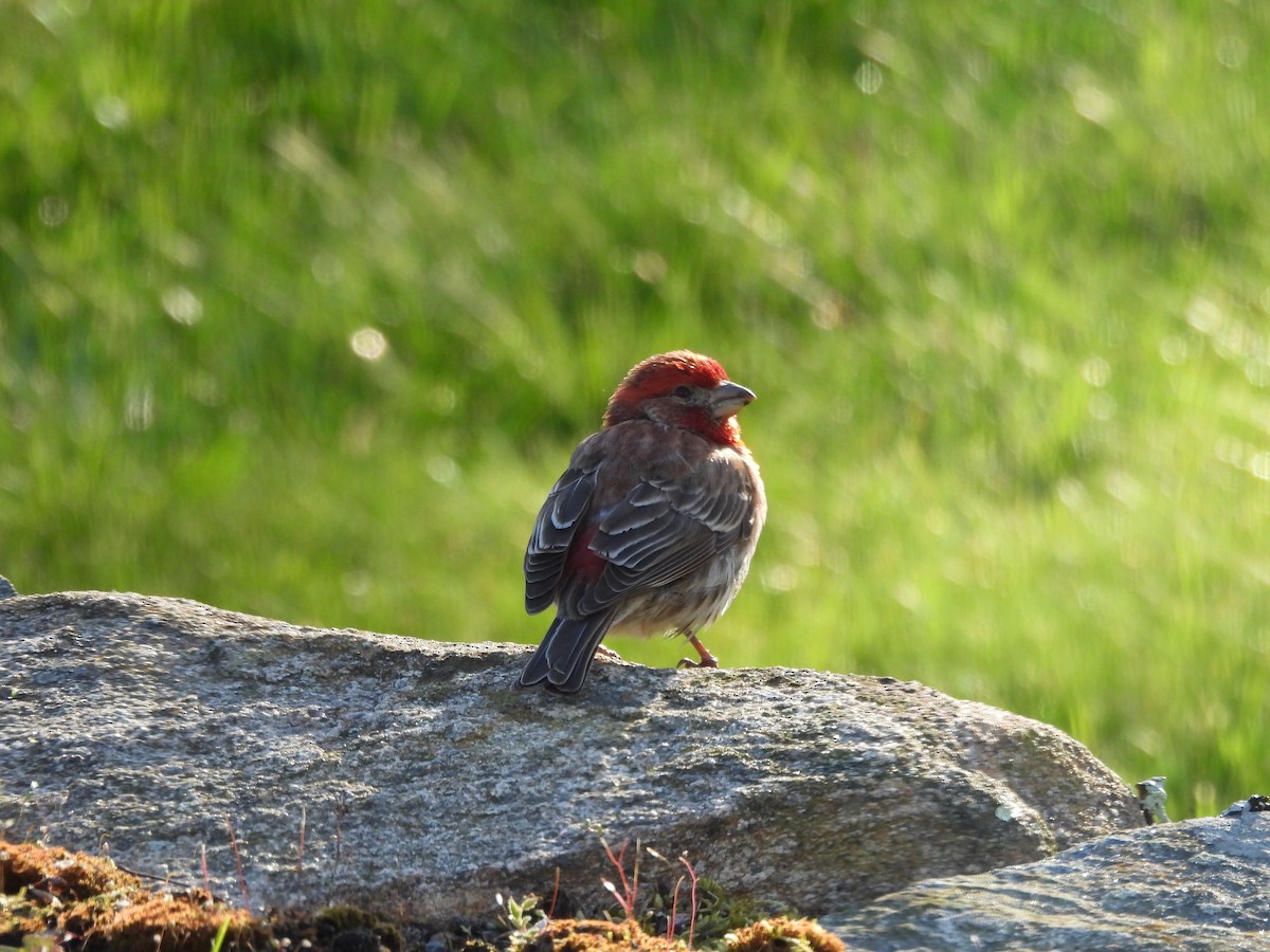 House Finch - Mary Nardone