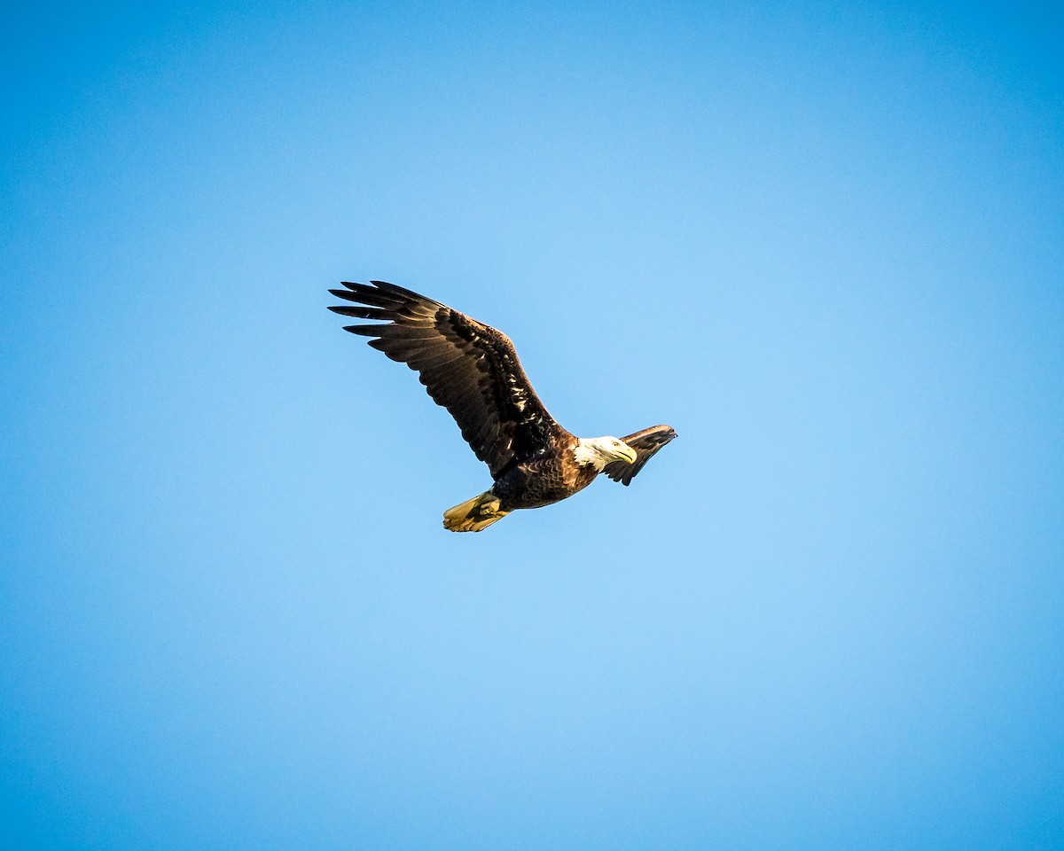 Bald Eagle - Tim Frye