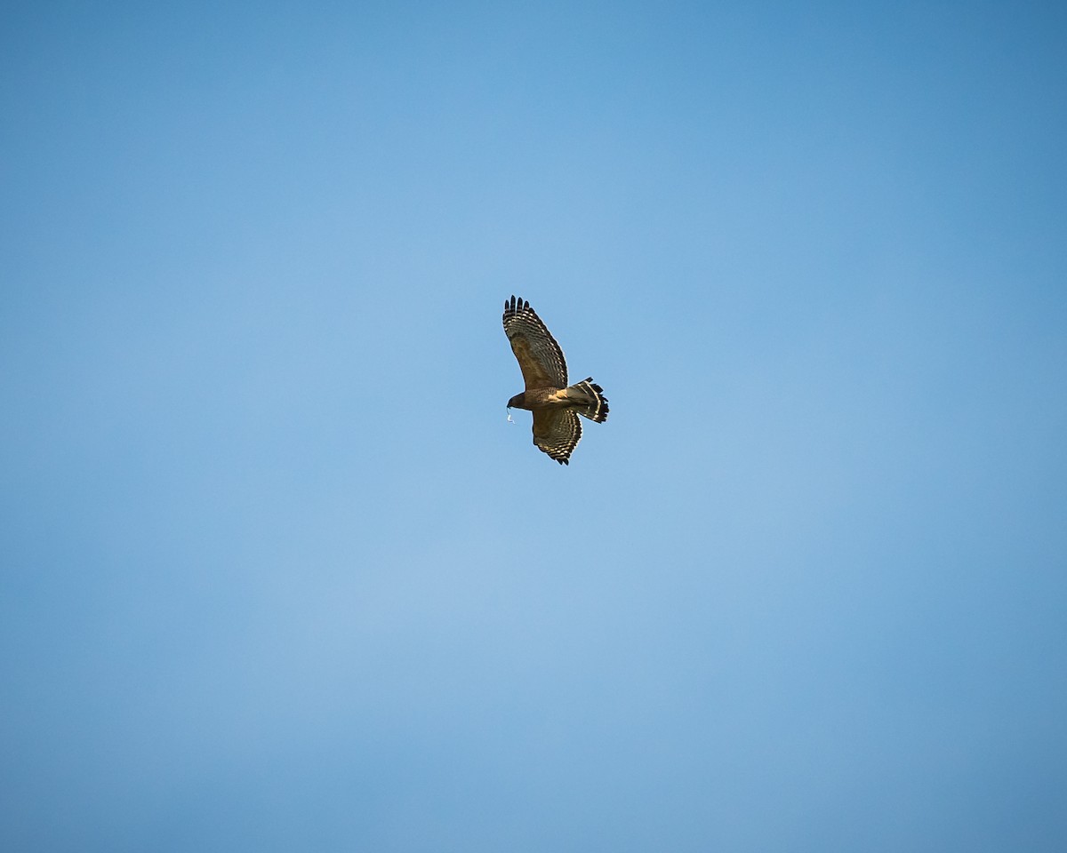 Red-shouldered Hawk - Tim Frye