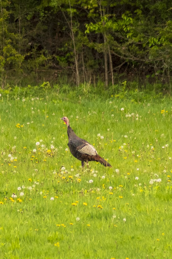 Wild Turkey - Steve Coates