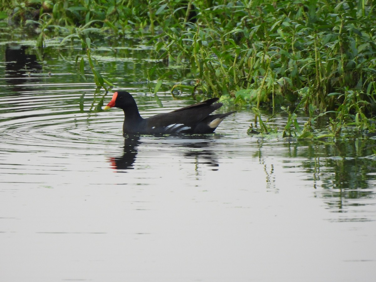 Gallinule poule-d'eau - ML618816309