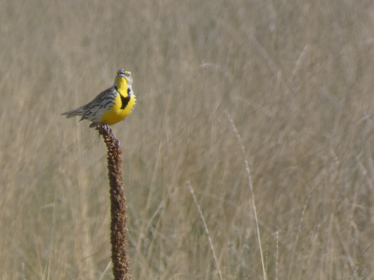 Western Meadowlark - Carolyn Sanders