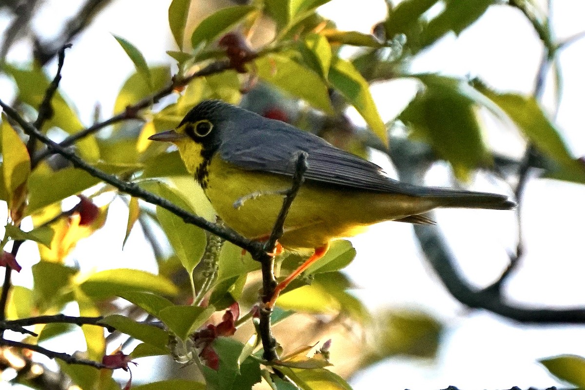 Canada Warbler - Eric Bashor