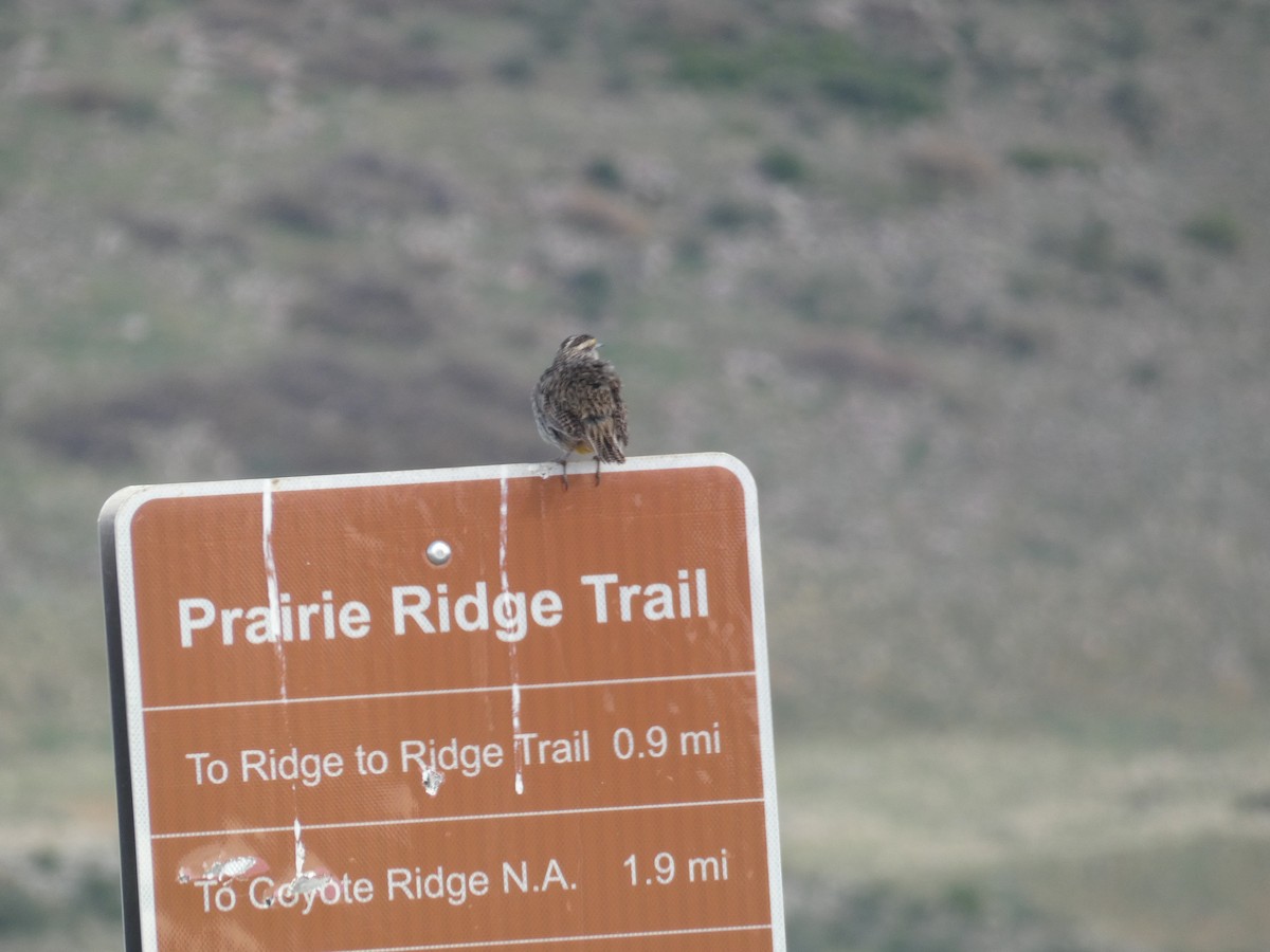 Western Meadowlark - Carolyn Sanders